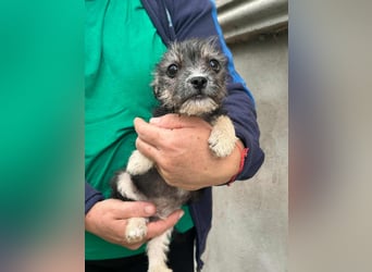 Scott, geboren 01.05.2025, 20cm sucht seine Menschen