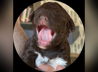 Lagotto - ein Herz aus Locken und Liebe