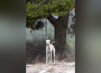 ❤️ BLANCA ❤️