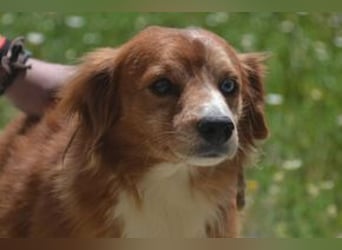 Vagabundo, einer von zwölf zurückgelassenen Hunden sucht ein neues Zuhause