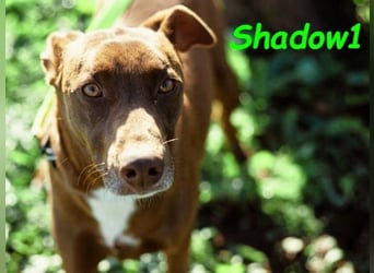 Shadow1 10/2021 (ESP) - liebevoller und sozialer Labrador-Podenco-Mix, ein treuer Menschenfreund!