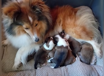 Sheltie Welpen
