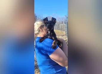 Leila, ein bezauberndes zartes Hundekind !
