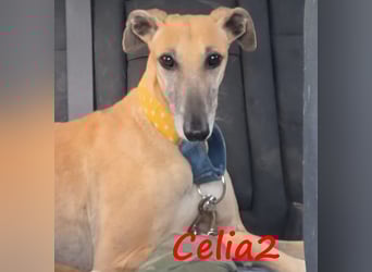 Celia2 geb. 05/2022 (ESP) - anhängliche und soziale, hübsche Galga!