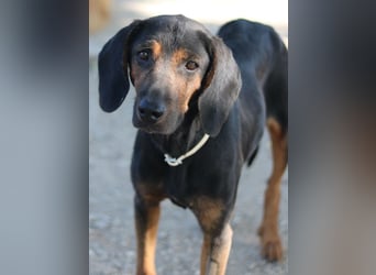 Priska, geb. ca. 08/2021, lebt in GRIECHENLAND, im städt. Tierheim Serres