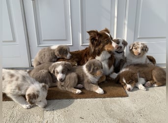Reinrassige Australian Shepherd Welpen