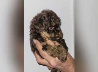 ZWERGPUDEL / TOY 2 männlich braun tan 1 schwarzes Mädchen 1 black tan Mädchen
