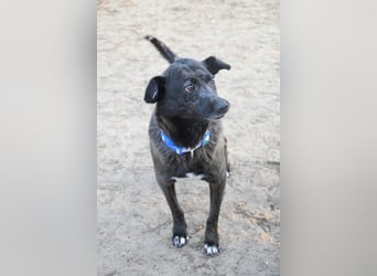 Kotangens - ruhige unauffällige Hundedame sucht Menschen mit Herz