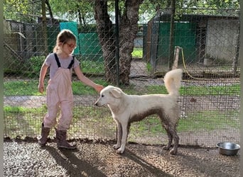 Elvira - Abenteurerin auf der Suche nach ihrem Für-immer-Zuhause!