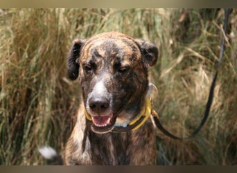 Loki (Spanien) - würde sehr gerne aufs Land ziehen