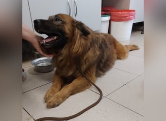 Chow hofft auf ein Zuhause