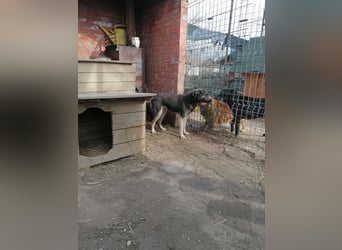GREY, Hündin, 4 Jahre, 44 cm, Mischling, Tierschutz