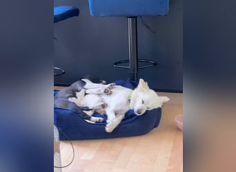 Nala  - Wirbelwind!