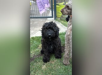 3 Kleinpudelwelpen suchen ein liebevolles Zuhause
