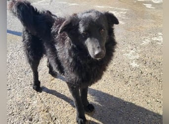 LENZI❤️unser kroat. Schäferhund-Mix-Rüde ist ein wahrer Sonnenschein!