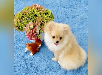 Zwergspitz Pomeranian Weibchen 5Monate jung