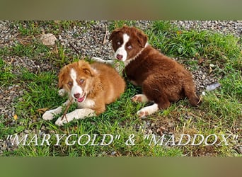 Border Collie-Welpen , black-,choco-,red-white und red-merle