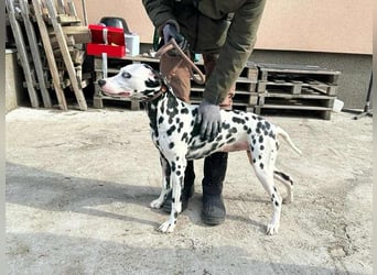 Dius, 3 Jahre, 57cm sucht ihr Körbchen