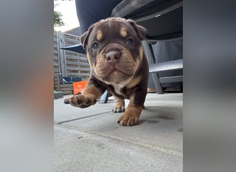 Exotic Bully Bulldog OEB Welpen Bulldogge