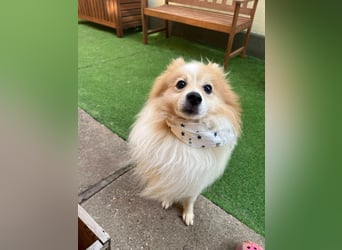 Leo SR – kleiner Sonnenschein sucht ein liebevolles Zuhause!
