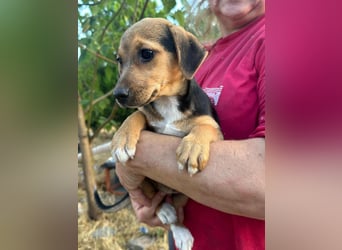 Patricia, geboren 10.04.2025, 22cm sucht ihr Zuhause