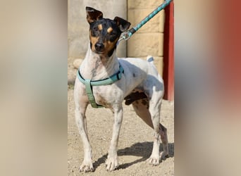 Rocky, offen, freundlich und neugierig