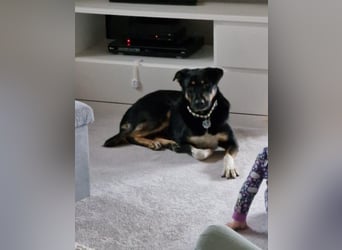 Jerry ist mein Name – und warte in PLZ 69509 auf Besuch von DIR