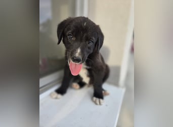 Reacher - tapferer Hundejunge