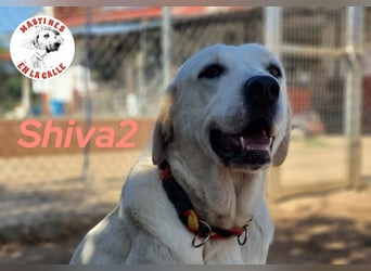 Shiva2 10/2020 (ESP) - sanftmütige, ausgeglichene und menschenbezogene Mastín Español Hündin!