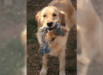 Tolle, liebevolle, aktive Traumhündin Nika, Golden Retriever