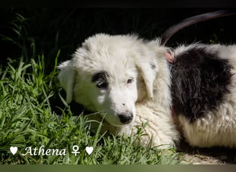 Athena sucht ein Zuhause