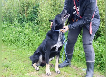 Tiago  - Schäferhund-Mix, lieb und verträglich