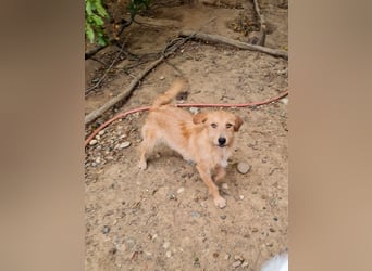 Neugieriger DARCY – ein Traum auf vier Pfoten