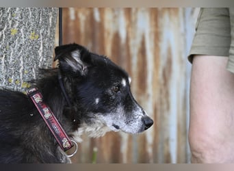 Hetti SI – Hundeomi sucht Gnadenplatz
