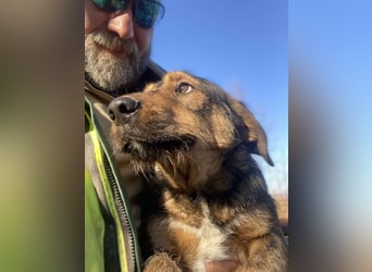Lotta - Jagdterrier Mix