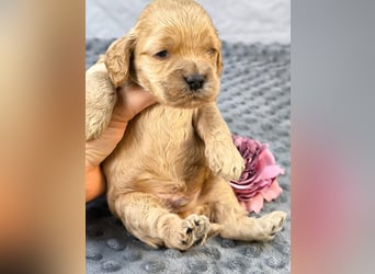 Schöne Cockapoo-Welpen