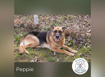 Peppie, lässt gern mal die Ohren hängen!