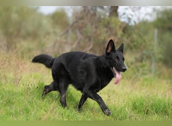 Arabella (Spanien) - schwarze Schönheit sucht aktives Zuhause