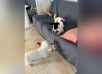 Hübsche Iris sucht liebe Familie