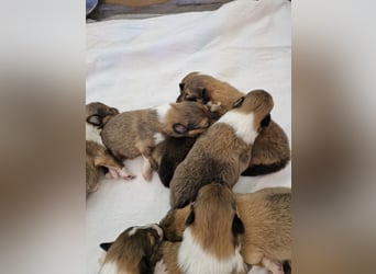 Colliewelpen englische Langhaar