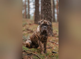 Cane Corso Italiano Welpen