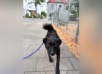 Freundlicher ELVIS möchte dich um seine hübschen Pfoten wickeln