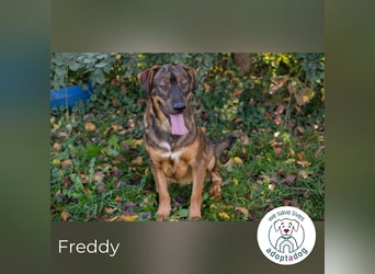 Freddy – Verspielter Entdecker sucht dich