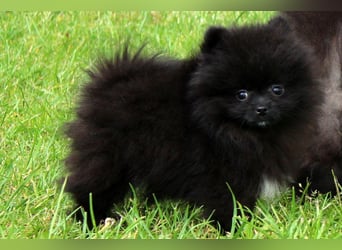 Unser sehr kleines Pomeranian Zwergspitz Mädel "Yulie" sucht Kuschelpartner