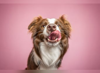Wurf Ankündigung,  reinrassige Border Collie Welpen mit Papieren!!