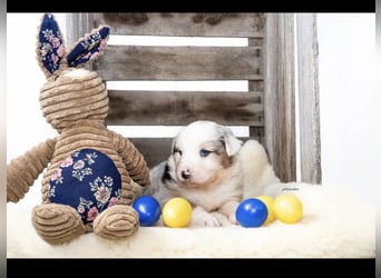 Traumhafte Australian Shepherd Welpen