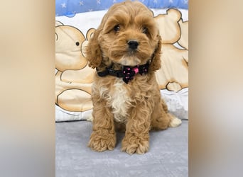 Schöne Cockapoo-Welpen