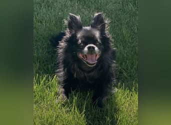 Tylor, menschenbezogen und katzenfreundlich