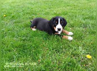 Entlebucher Sennenhund Welpen