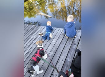 Linda, Traumhündin sucht Traumzuhause, PS in 94078 Freyung